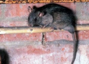 Rodent control services by Pest Solutions in Nashville TN