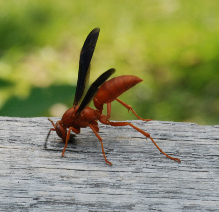 Red wasp control services by Pest Solutions in Nashville TN