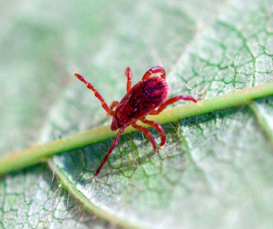 Chigger mite control services by Pest Solutions in Nashville TN