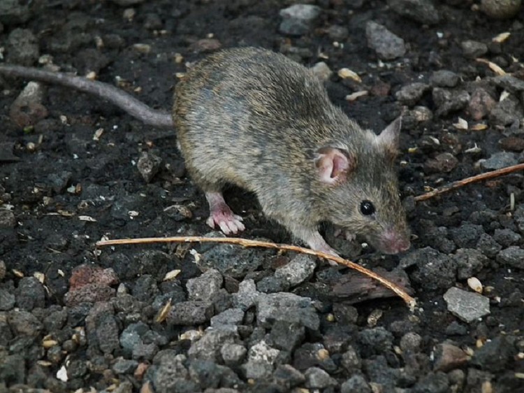 Rodent control services by Pest Solutions in Nashville TN