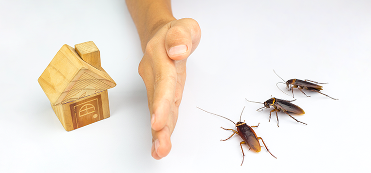 Cockroach control services by Pest Solutions in Nashville TN