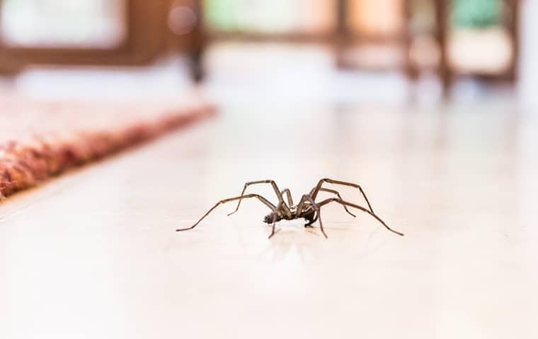 Spider control services by Pest Solutions in Nashville TN