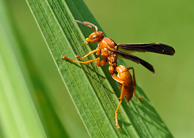 Red wasp control services by Pest Solutions in Nashville TN