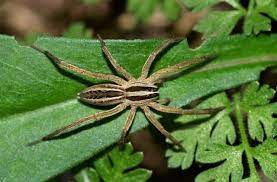 Spider control services by Pest Solutions in Nashville TN