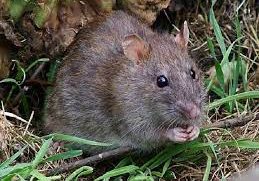 Rat control services by Pest Solutions in Nashville TN