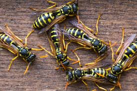 Wasp control services by Pest Solutions in Nashville TN